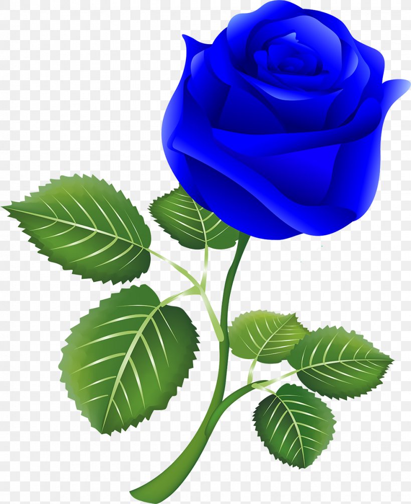Blue Rose Garden Roses Centifolia Roses Skin Exfoliation, PNG, 979x1200px, Blue Rose, Antiaging Cream, Blue, Centifolia Roses, Cut Flowers Download Free