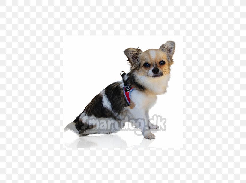 Chihuahua Puppy Dog Breed Companion Dog Toy Dog, PNG, 610x610px, Chihuahua, Breed, Carnivoran, Clothing, Companion Dog Download Free