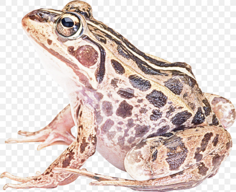 Frog True Frog Toad Bullfrog Northern Leopard Frog, PNG, 900x731px, Frog, Anaxyrus, Bufo, Bullfrog, Northern Leopard Frog Download Free