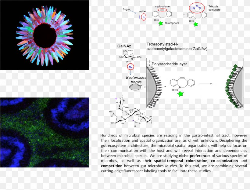 Graphic Design Eye Green Fluorescent Protein Brand Pattern, PNG, 1477x1122px, Watercolor, Cartoon, Flower, Frame, Heart Download Free