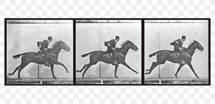 Horse Stallion Picture Frames Equestrian, PNG, 800x400px, Horse, Artwork, Black And White, Bridle, Eadweard Muybridge Download Free