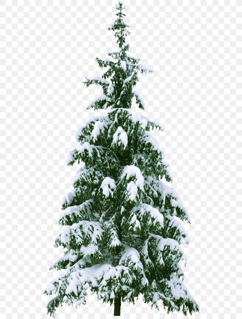 Christmas Tree Christmas Ornament, PNG, 534x1080px, Christmas Tree, Branch, Christmas, Christmas And Holiday Season, Christmas Card Download Free