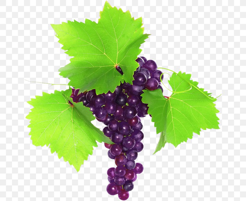 Common Grape Vine Clip Art Stock Photography Royalty-free, PNG, 657x672px, Common Grape Vine, Digital Art, Flowering Plant, Food, Fruit Download Free