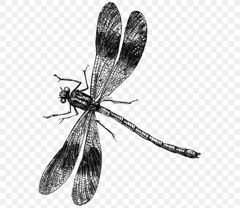 Dragonfly Drawing Clip Art, PNG, 564x711px, Dragonfly, Arthropod, Black And White, Dragonflies And Damseflies, Drawing Download Free