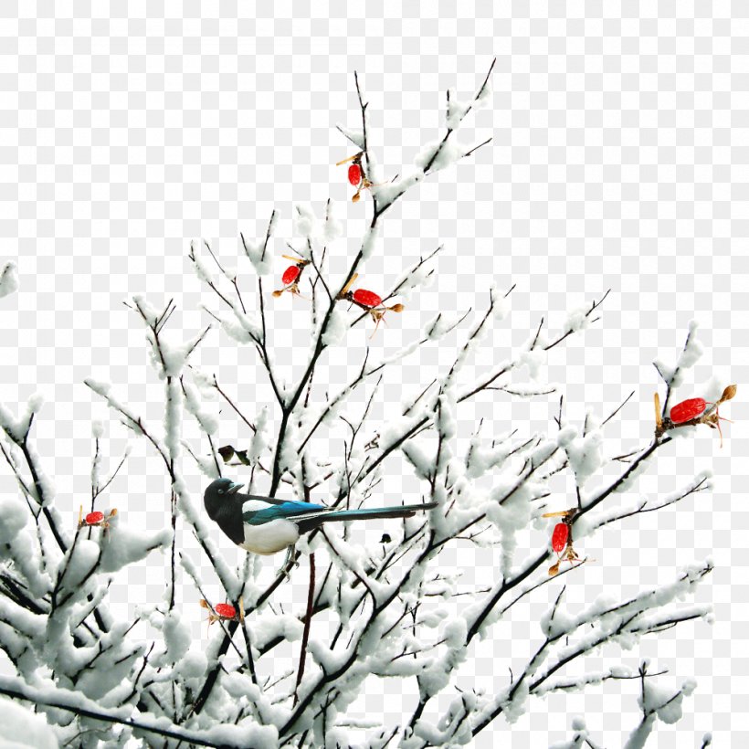 Twig Daxue Snow Winter, PNG, 1000x1000px, Twig, Bird, Branch, Daxue, Flowering Plant Download Free