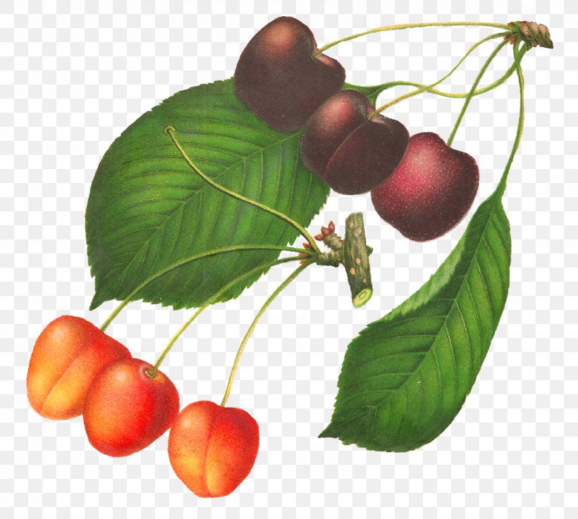 Botanical Illustration Cherry Drawing, PNG, 1600x1440px, Botanical Illustration, Art, Berry, Botany, Cherry Download Free