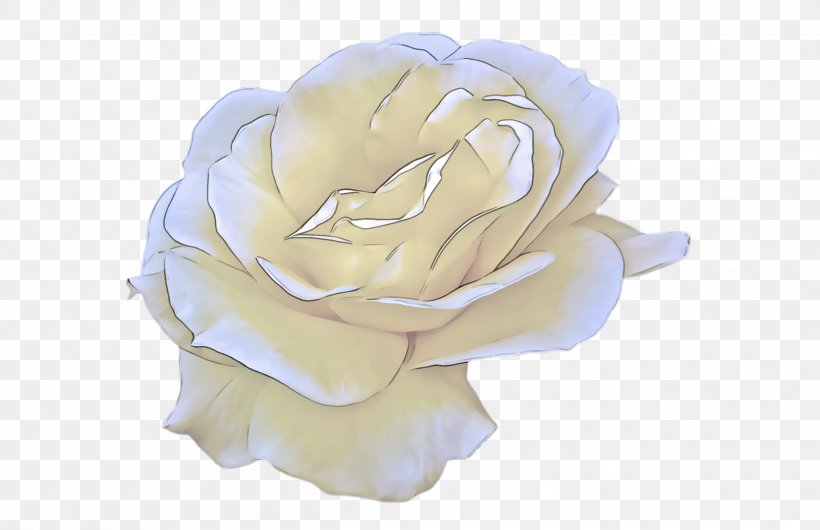 Garden Roses, PNG, 2484x1608px, White, Blue, Flower, Garden Roses, Petal Download Free