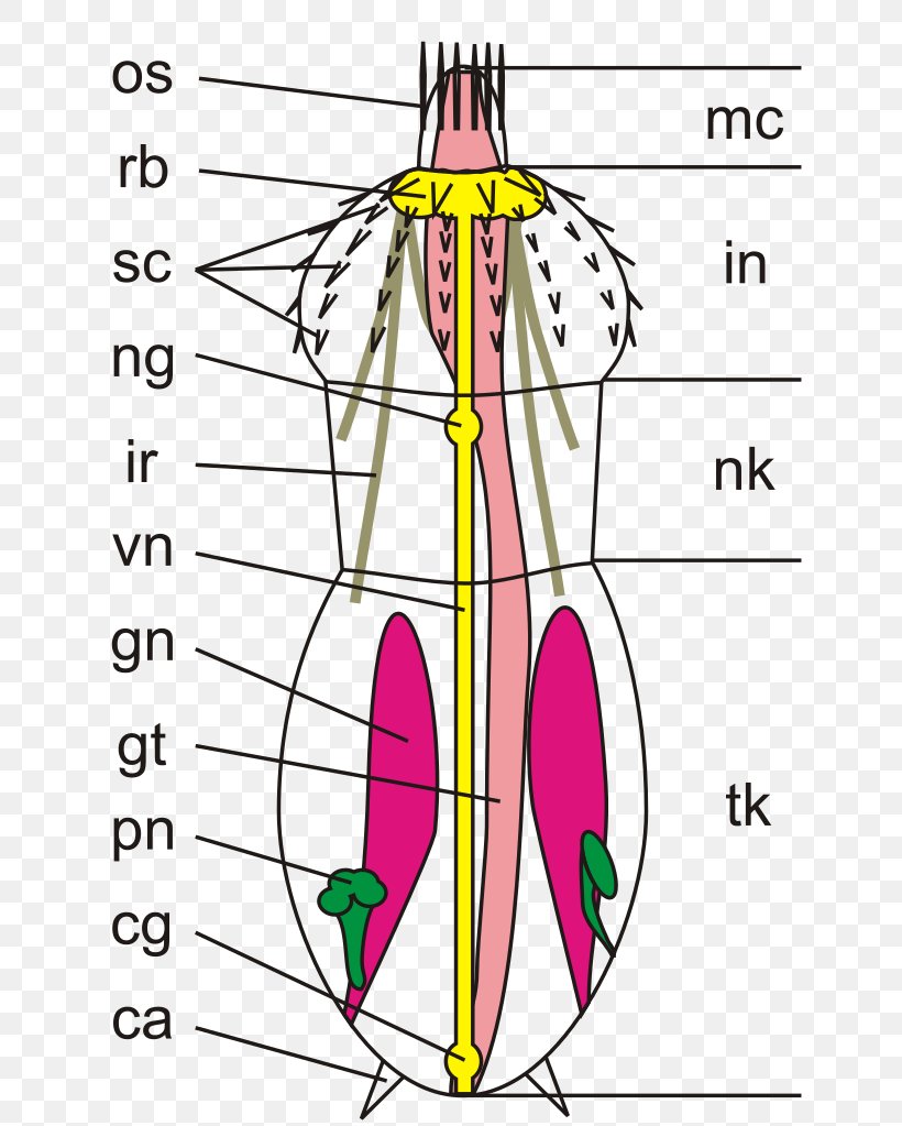 Kinorhyncha Priapulida Animal Roundworms Anatomy, PNG, 723x1023px, Watercolor, Cartoon, Flower, Frame, Heart Download Free