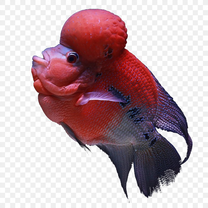 Koi Aquarium Fish India Tropical Fish, PNG, 1024x1024px, Koi, Aquarium, Beak, Chennai, Fish Download Free