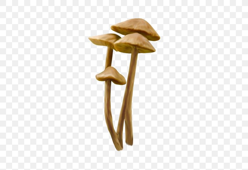 Mushroom Clip Art, PNG, 564x564px, Mushroom, Fungus, Image File Formats, Photography, Table Download Free