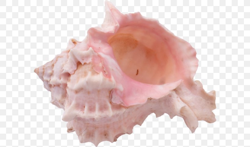 Seashell Mollusc Shell Snail, PNG, 600x484px, Watercolor, Cartoon, Flower, Frame, Heart Download Free