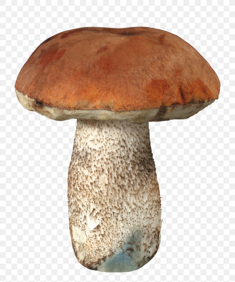 Shiitake Pleurotus Eryngii Boletus Edulis Fungus Mushroom, PNG, 812x984px, Shiitake, Agaricomycetes, Aspen Mushroom, Bolete, Boletus Download Free