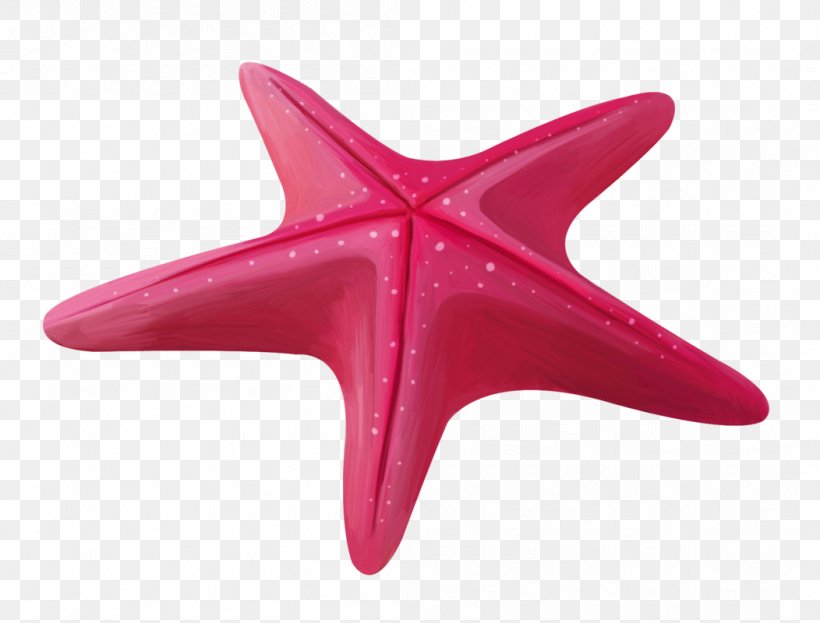 Starfish Ochre Sea Star Image Echinoderm, PNG, 1052x800px, Starfish, Echinoderm, Invertebrate, Magenta, Marine Invertebrates Download Free