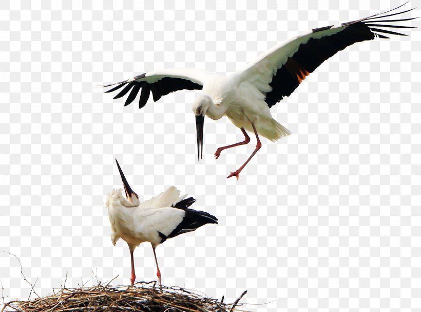 Bird White Stork Icon, PNG, 2024x1499px, White Stork, Animal, Beak, Bird, Ciconia Download Free