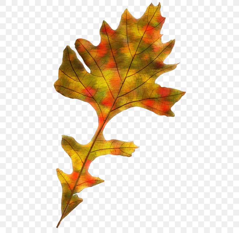 Maple Leaf Autumn Leaf Color, PNG, 459x800px, Maple Leaf, Autumn, Autumn Leaf Color, Leaf, Maple Download Free