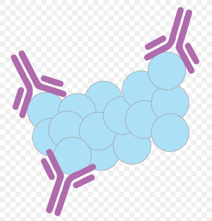 Placental Alpha Microglobulin-1 (PAMG-1) Premature Rupture Of Membranes Placenta Alfa Microglobulina 1, PNG, 859x894px, Placenta, Alphafetoprotein, Antibody, Fetus, Hand Download Free