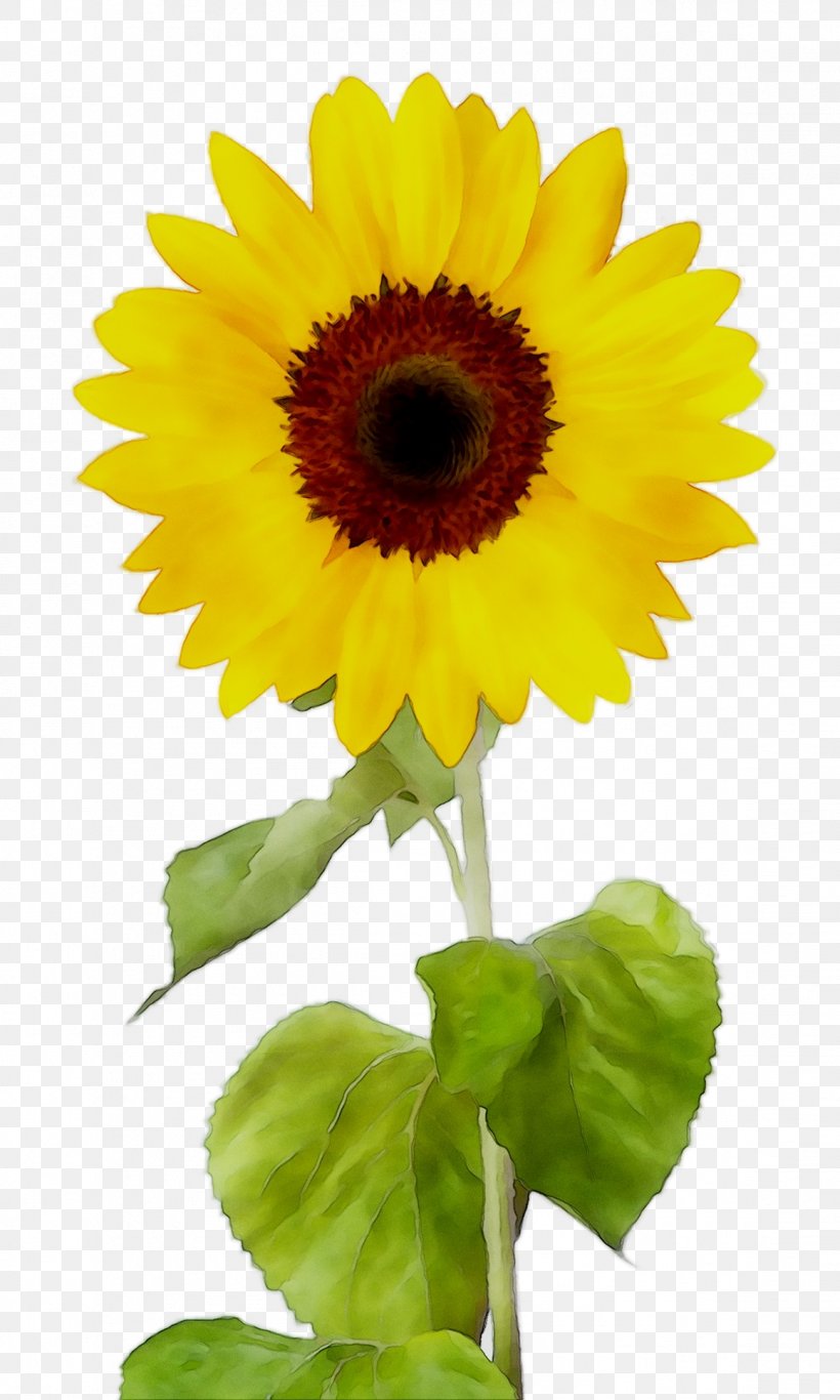 Sunflower Stock Photography Royalty-free Design, PNG, 1159x1931px, 2018, Sunflower, Annual Plant, Artificial Flower, Asterales Download Free