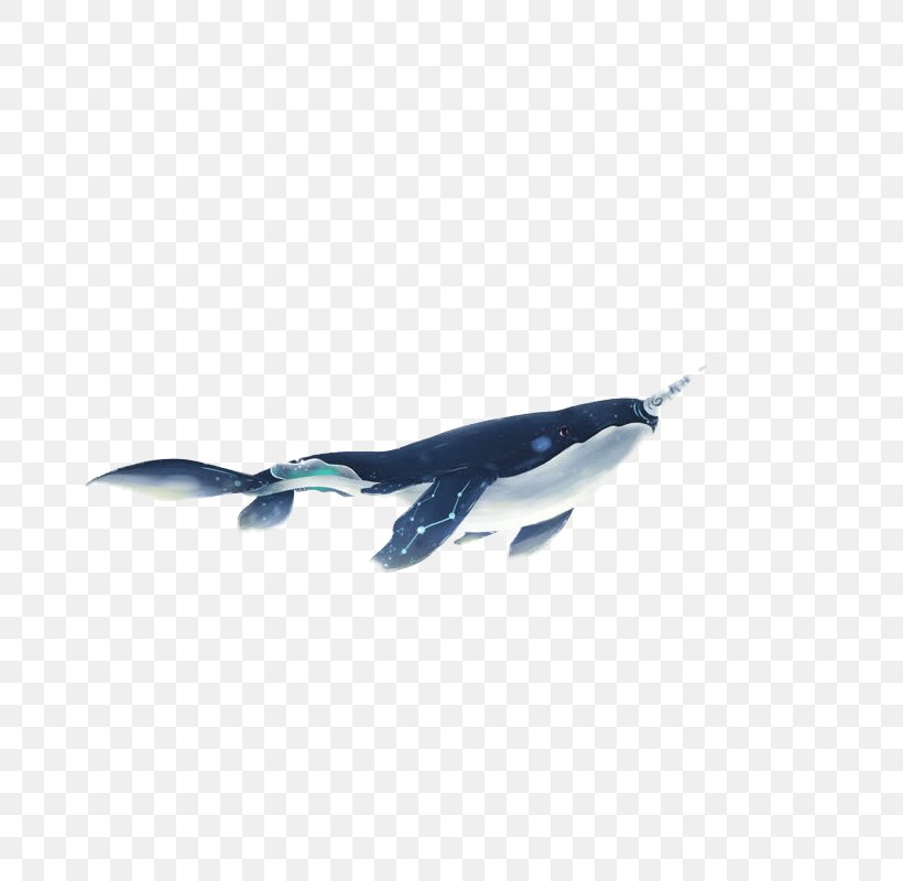 Cartoon Shark Download Illustration, PNG, 800x800px, Cartoon, Animation, Beak, Bird, Blue Download Free