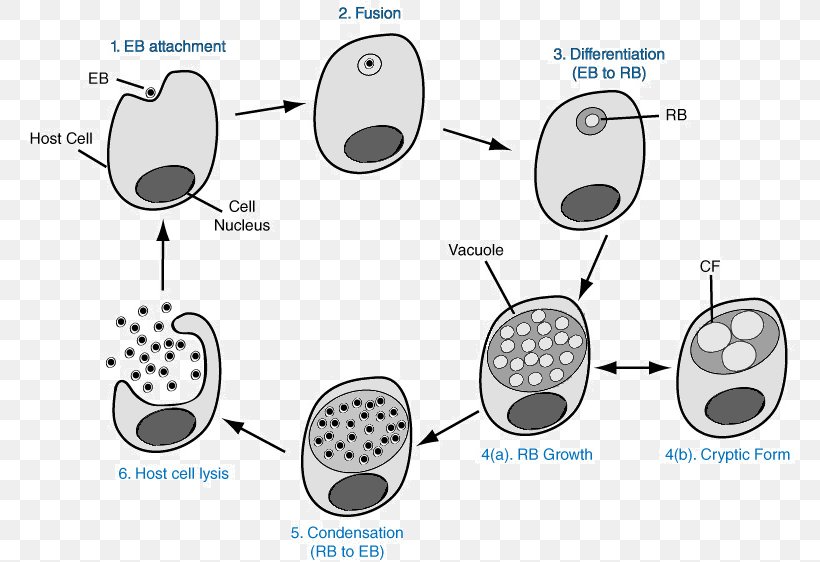 Chlamydia Infection Chlamydophila Pneumoniae Conjunctivitis Trachoma, PNG, 775x562px, Chlamydia Infection, Cell, Chlamydophila Pneumoniae, Communication, Conjunctivitis Download Free