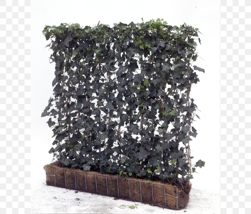 Common Ivy Hedge Green Wall Vine Garden, PNG, 700x700px, Common Ivy, Camouflage, Fence, Flowerpot, Garden Download Free