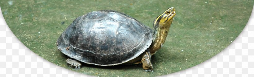 Common Snapping Turtle European Pond Turtle Tortoise Yellow-headed Temple Turtle, PNG, 2000x610px, Turtle, Box Turtle, Box Turtles, Chelydridae, Common Box Turtle Download Free