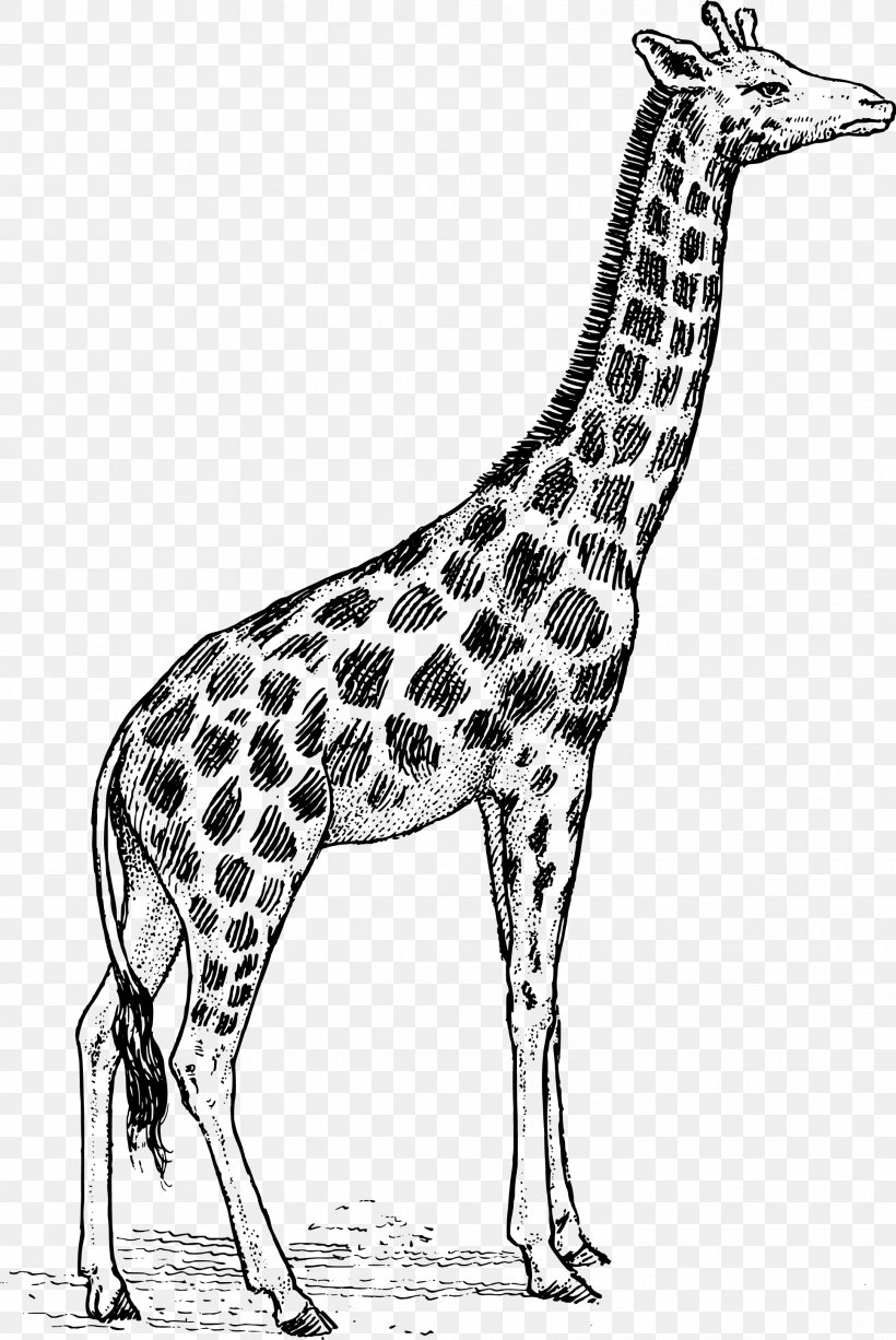 Giraffe Black And White Free Content Clip Art, PNG, 1933x2891px, Giraffe, Art, Black And White, Deer, Drawing Download Free