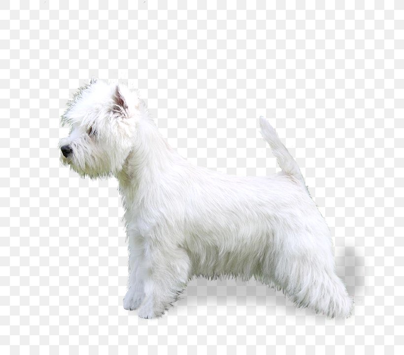 Glen Of Imaal Terrier West Highland White Terrier Scottish Terrier Miniature Schnauzer Bolognese Dog, PNG, 678x720px, Glen Of Imaal Terrier, Bolognese Dog, Bolognese Sauce, Breed, Breed Standard Download Free