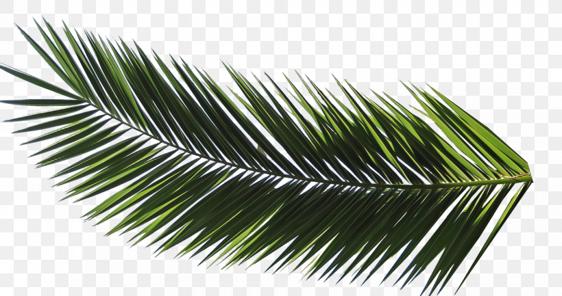 Palm Tree, PNG, 1680x889px, Tree, Arecales, Branch, Elaeis, Fir Download Free