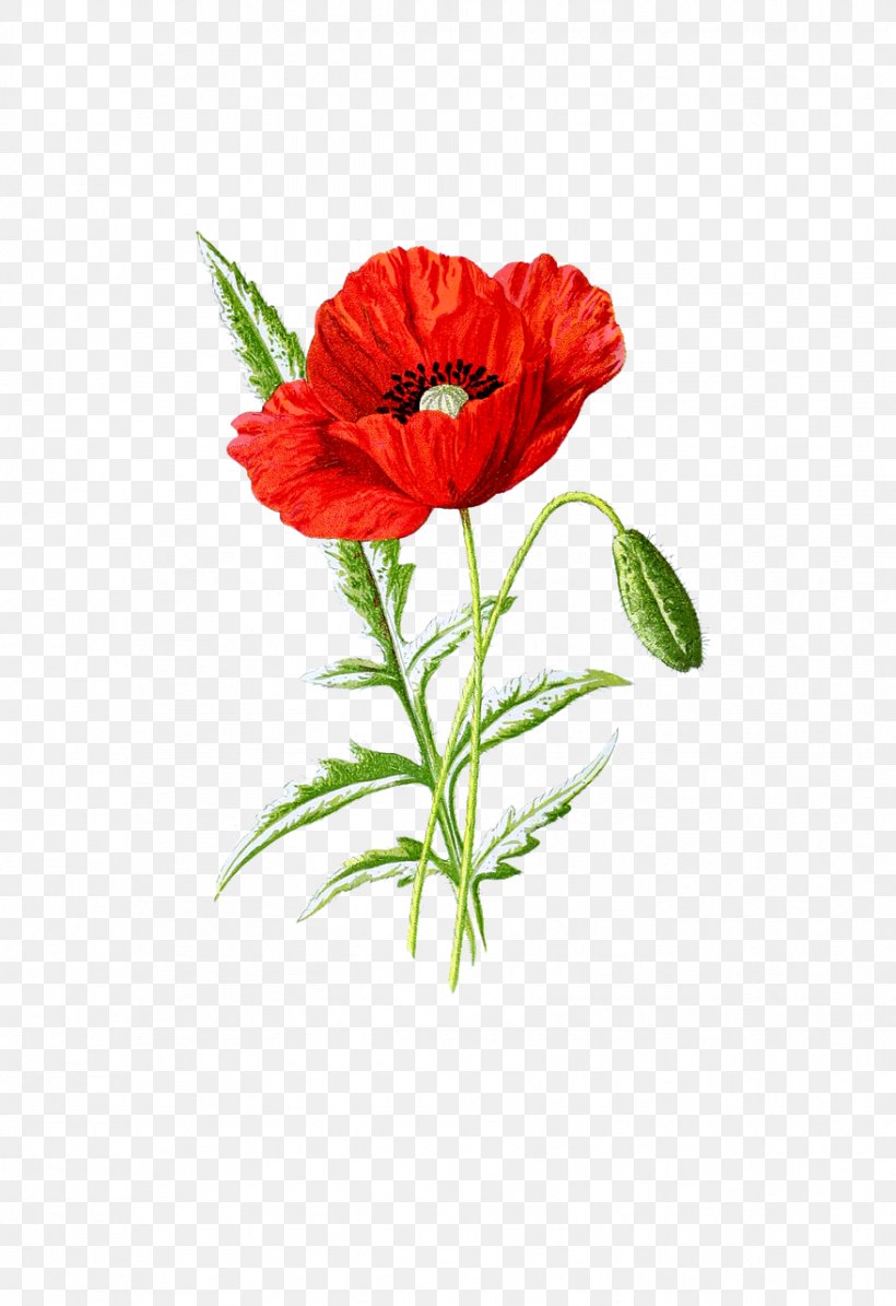 Poppy Seed Supreme Common Poppy, PNG, 878x1280px, Poppy Seed, Annual Plant, Carnation, Clothing Accessories, Common Poppy Download Free