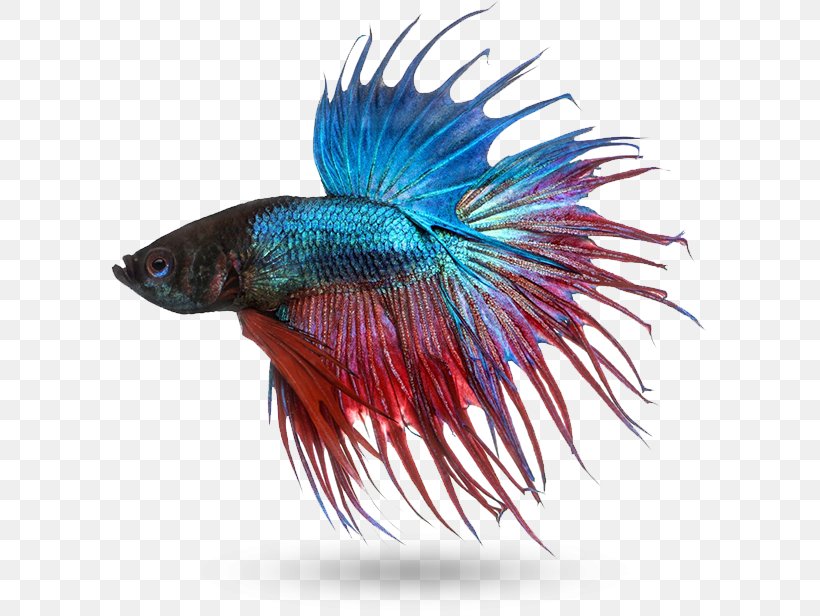 Siamese Fighting Fish Mekong Stock Photography Fish Fin, PNG, 597x616px, Siamese Fighting Fish, Animal, Aquarium, Betta, Blue Download Free