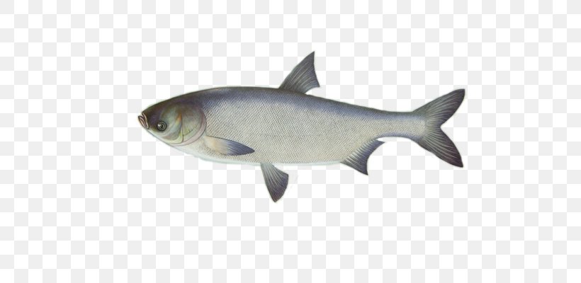 Silver Carp Common Carp Bighead Carp Fish Angling, PNG, 534x400px, Silver Carp, Angling, Bighead Carp, Black Carp, Carp Download Free