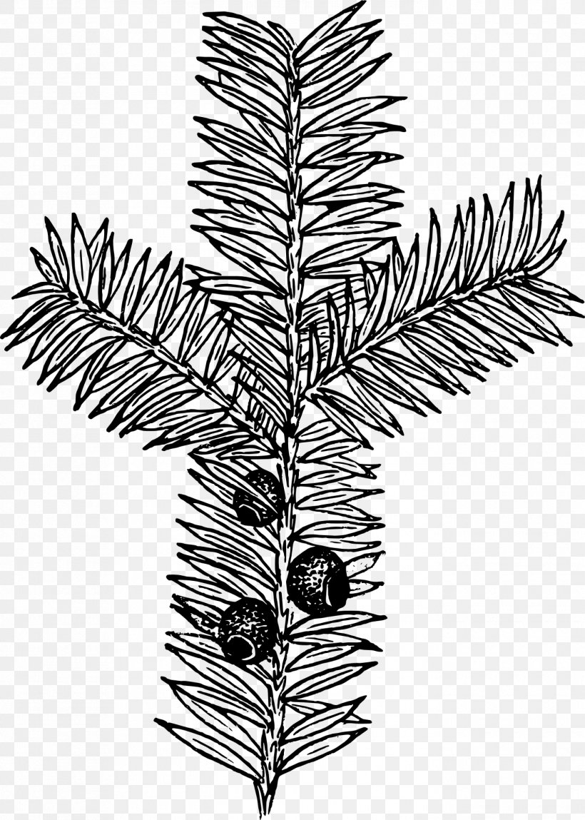 Drawing Botany Taxus Clip Art, PNG, 1370x1920px, Drawing, Arborvitae, Black And White, Botany, Branch Download Free