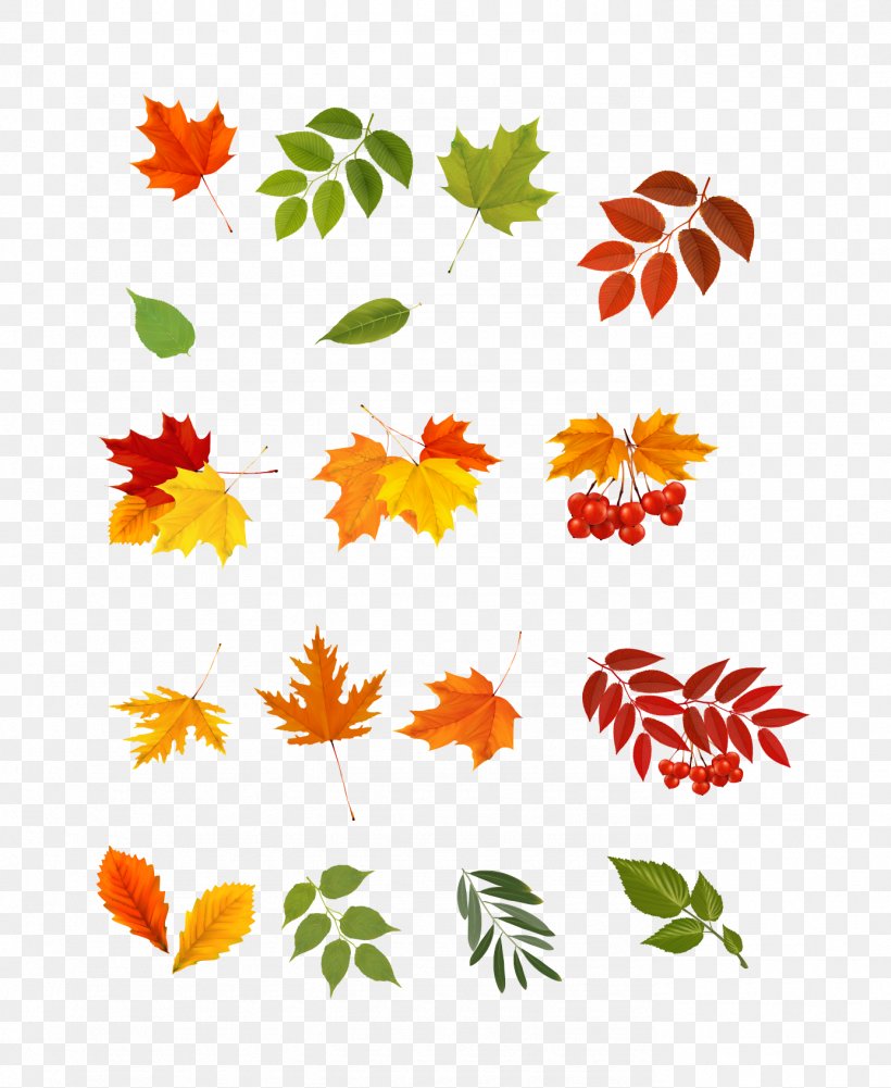 Leaf Photography Clip Art, PNG, 1386x1693px, Leaf, Autumn, Branch, Drawing, Flora Download Free
