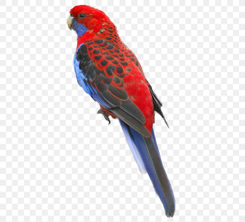 Macaw Loriini Parakeet Feather Beak, PNG, 398x741px, Macaw, Beak, Bird, Common Pet Parakeet, Feather Download Free