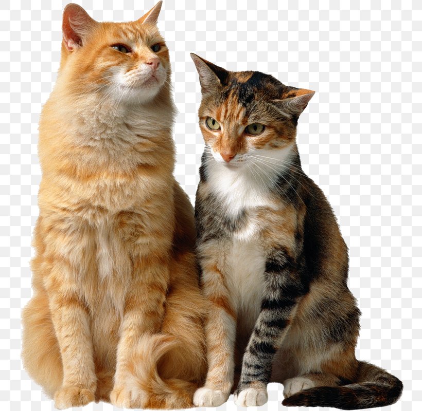 Pet Sitting Savannah Cat Kitten Felidae Cat Food, PNG, 750x800px, Pet Sitting, Aegean Cat, Animal, Animal Shelter, Cat Download Free