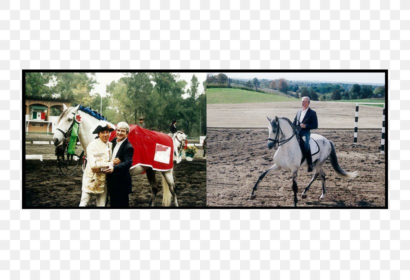 Stallion Rein Horse Harnesses Mare, PNG, 800x560px, Stallion, Bridle, Farm, Grass, Halter Download Free