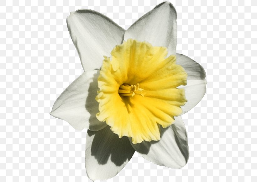 The Daffodil Principle Flowers & Trees, PNG, 505x580px, Daffodil ...