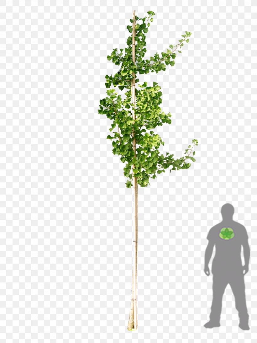 Tree Ginkgo Biloba Woody Plant Shrub, PNG, 900x1200px, Tree, Acer Campestre, Branch, Clickandgreen Gmbh, Corylus Colurna Download Free