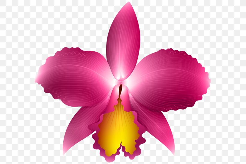 Cattleya Orchids Clip Art, PNG, 600x546px, Cattleya Orchids, Brassavola, Bulbophyllum, Cattleya, Dendrobium Download Free