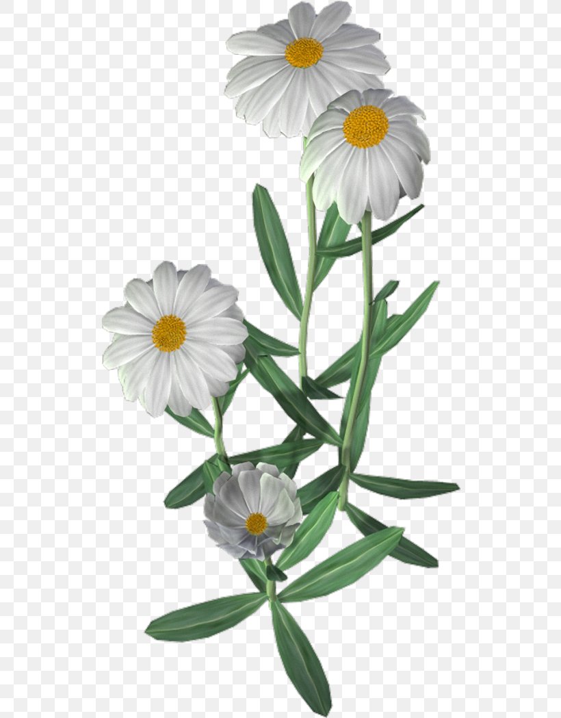 Common Daisy Oxeye Daisy Roman Chamomile Flower, PNG, 526x1049px, Common Daisy, Annual Plant, Aster, Chamaemelum Nobile, Chamomile Download Free