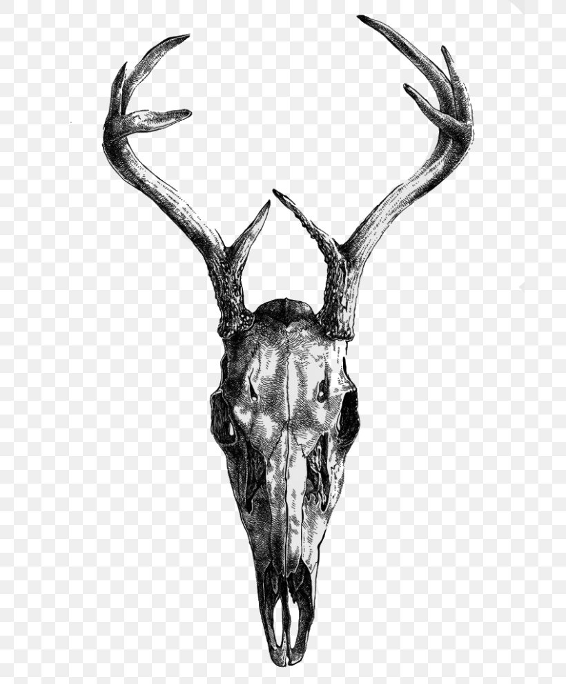 Drawing Skull, PNG, 700x990px, Drawing, Antler, Art, Artist, Black And White Download Free