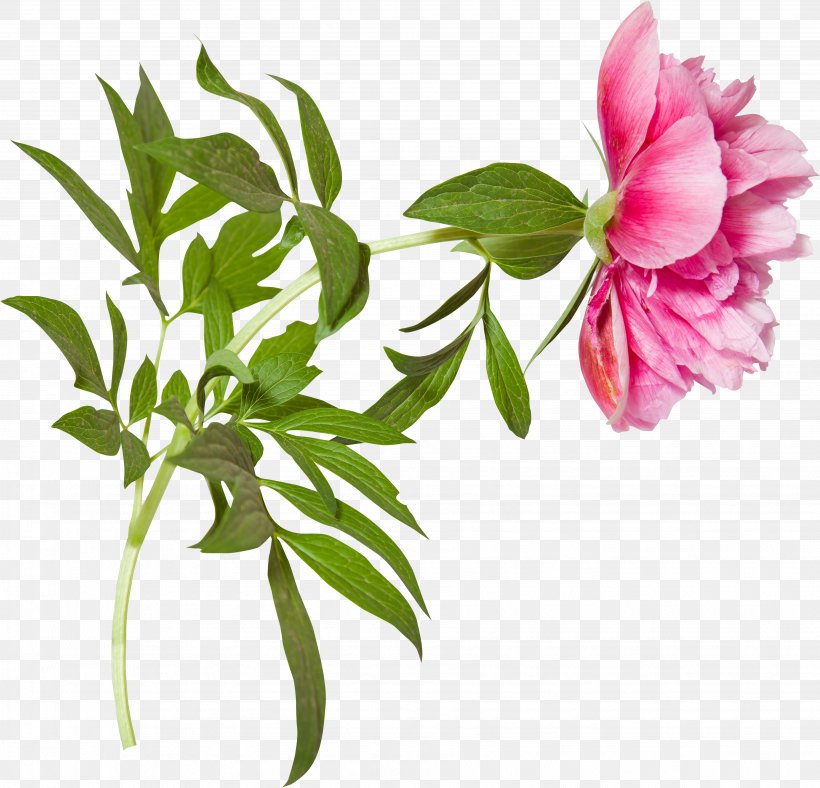 Flower Peony Clip Art, PNG, 3699x3555px, Flower, Branch, Cut Flowers, Floral Design, Flowering Plant Download Free