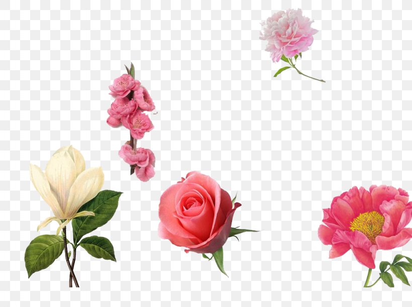 Garden Roses Centifolia Roses Pink, PNG, 1024x765px, Garden Roses, Artificial Flower, Centifolia Roses, Cut Flowers, Designer Download Free