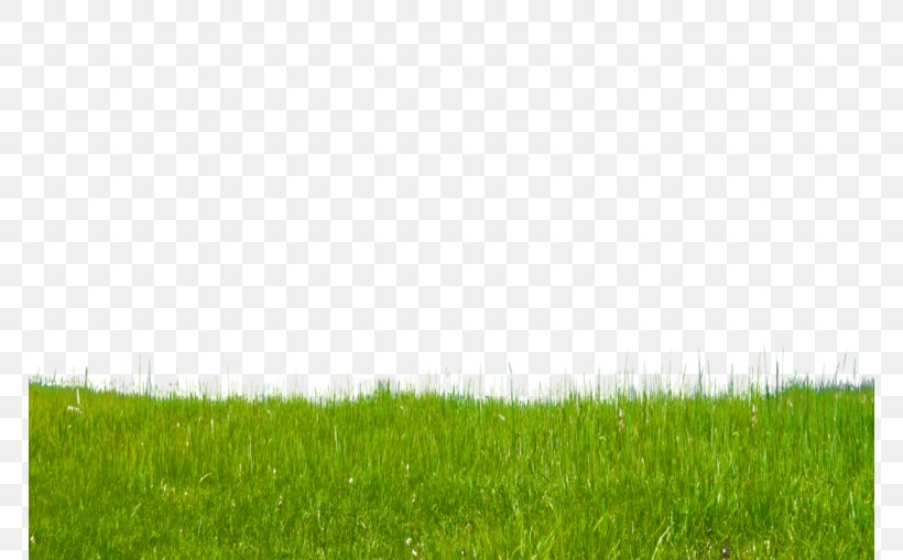 Lawn Field Green Land Lot Grassland, PNG, 768x509px, Lawn, Agriculture, Crop, Ecoregion, Field Download Free
