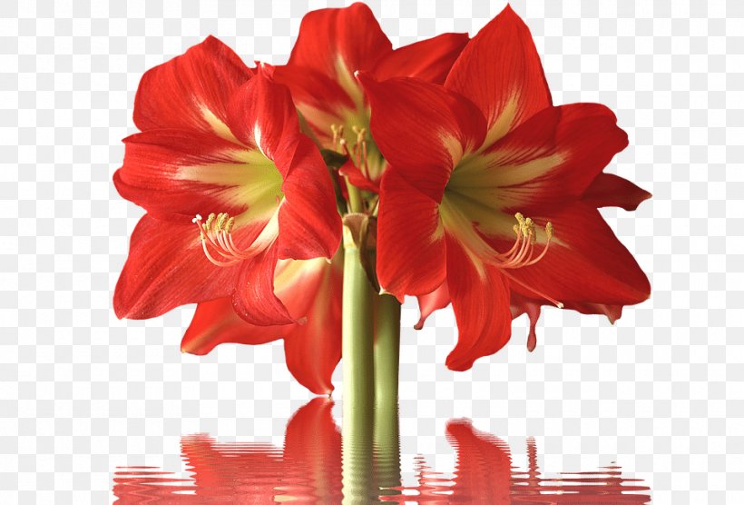 Amaryllis Cut Flowers Petal Lilium, PNG, 960x651px, Amaryllis, Amaryllis Belladonna, Amaryllis Family, Bulb, Cut Flowers Download Free