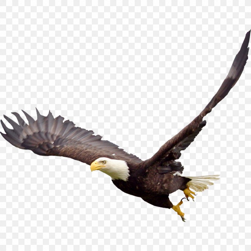 Bald Eagle Bird Clip Art, PNG, 1024x1024px, Bald Eagle, Accipitriformes, Beak, Bird, Bird Of Prey Download Free