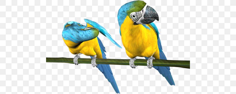 Budgerigar Parrot Bird Parakeet Macaw, PNG, 500x327px, Budgerigar, Animal, Beak, Bird, Blog Download Free
