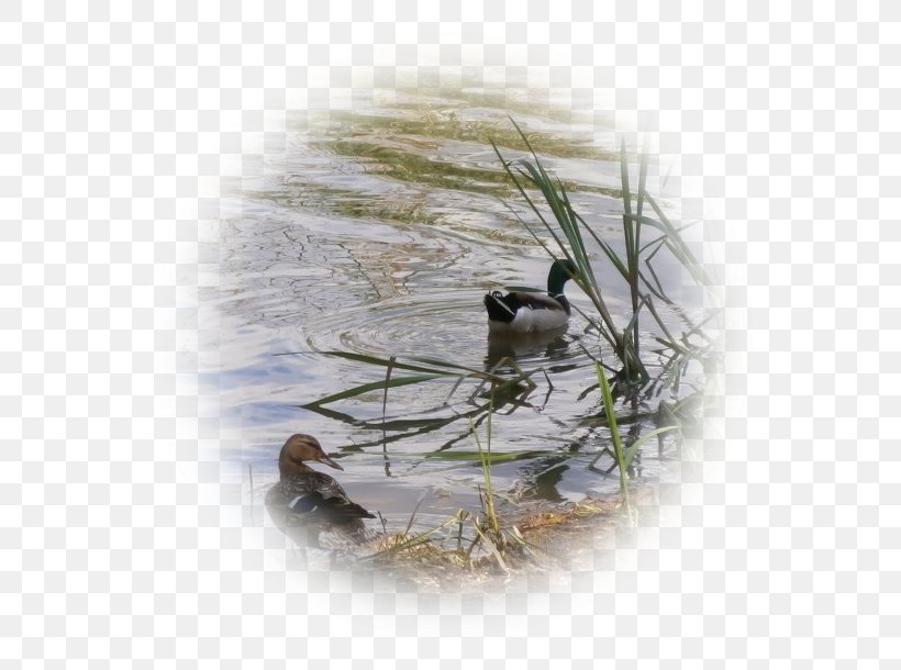 Duck Wren Bird Nest Fauna, PNG, 609x610px, Duck, Beak, Bird, Bird Nest, Ducks Geese And Swans Download Free