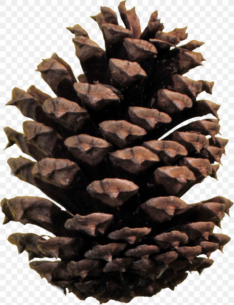Conifer Cone Pine, PNG, 2688x3504px, Stone Pine, Cone, Conifer, Conifer Cone, Ice Cream Cones Download Free
