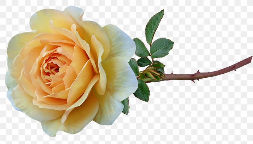 Garden Roses, PNG, 1920x1100px, Garden Roses, Artificial Flower, Cabbage Rose, Cut Flowers, Floral Design Download Free
